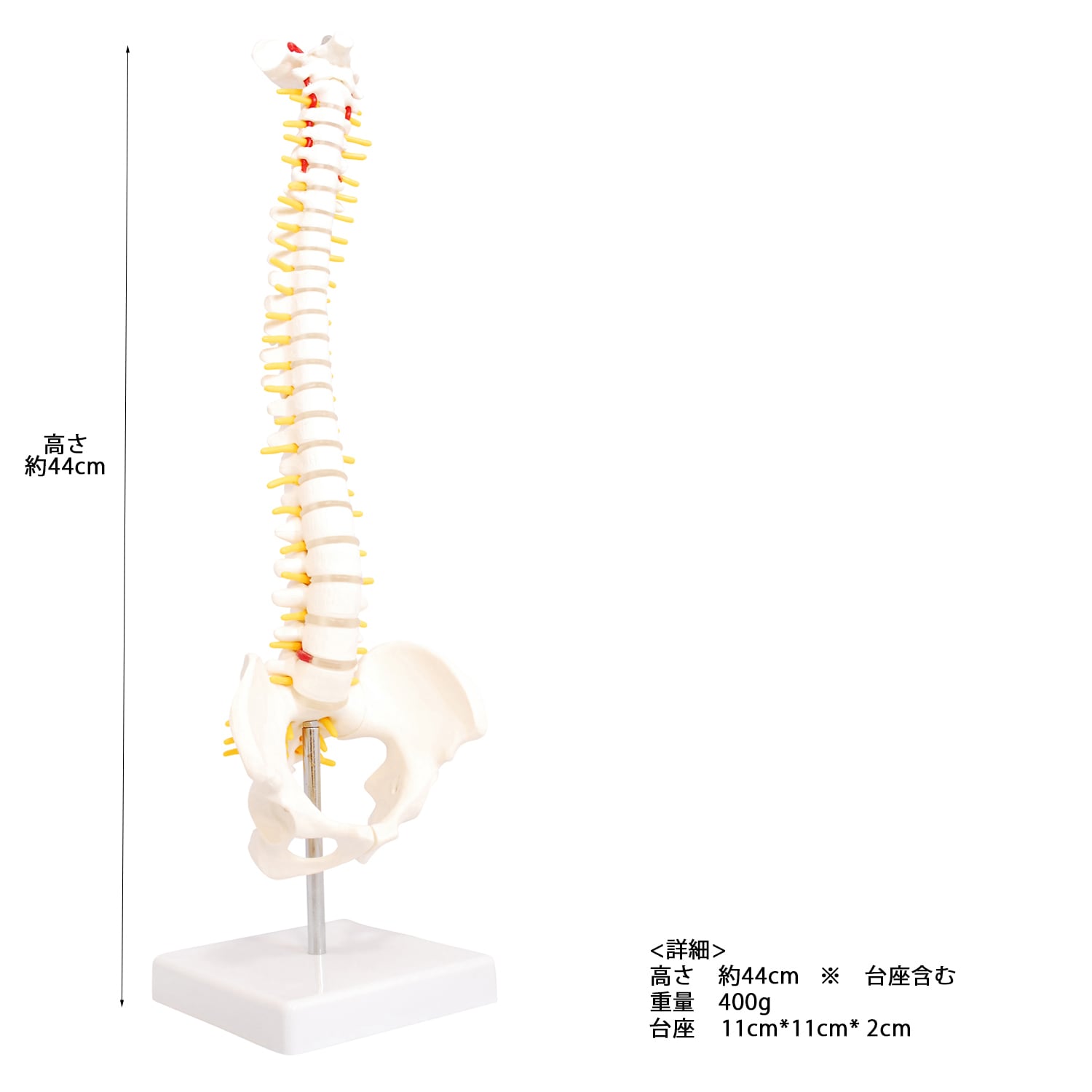 人体模型   脊柱骨盤股関節  脊柱模型　83cm