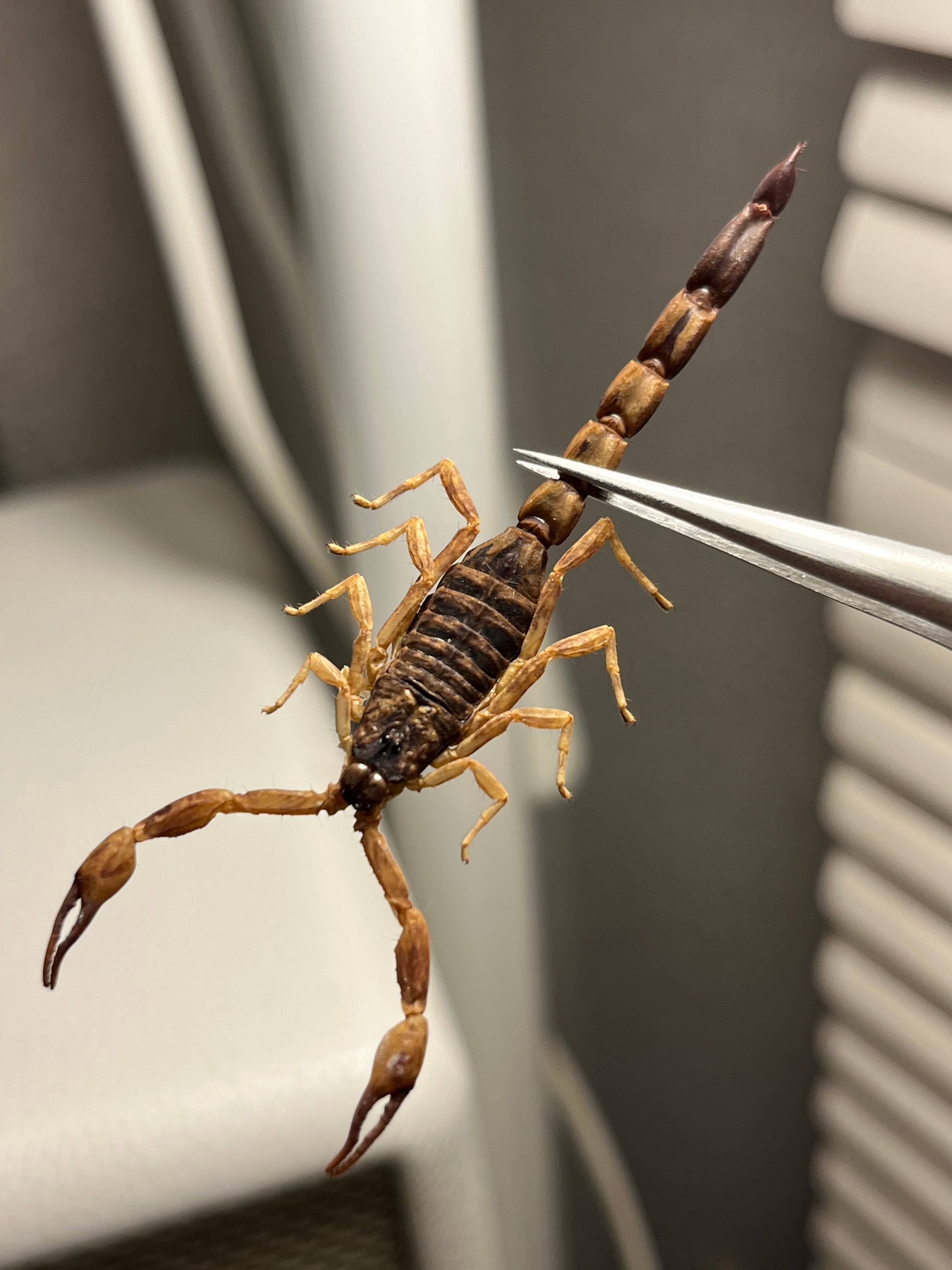 噂ノ蠍】ピラーテイルスコーピオンOrthochirus bicolor サソリ