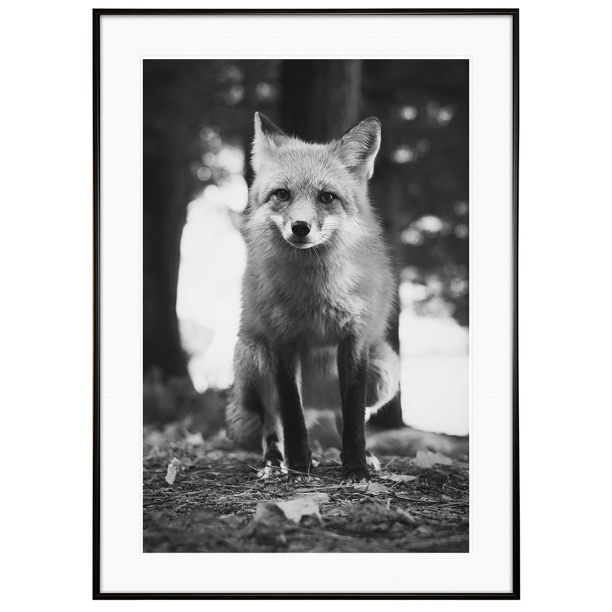 動物写真 キツネ インテリア モノクロアートポスター額装 AS4106
