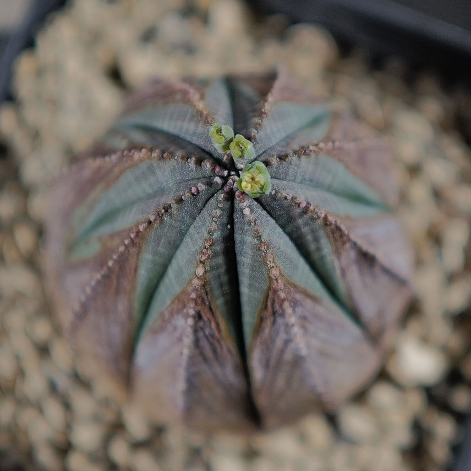 オス株 木質化 美模様 オベサ / ユーフォルビア | LIGHTHOUSE.PLANTS