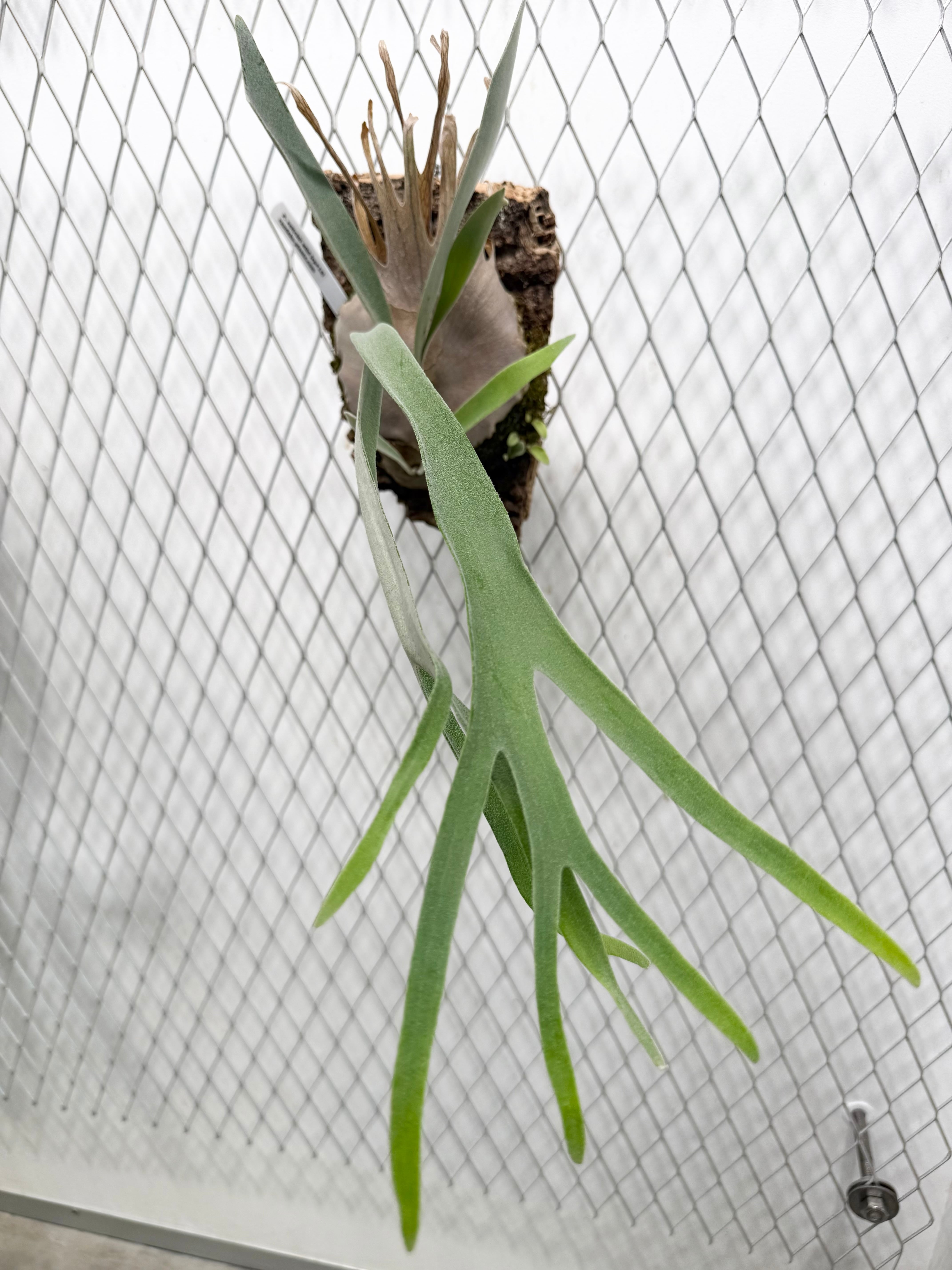 a) P. veitchii wild (vp#14) ビカクシダ ベイチーワイルド (vp#14