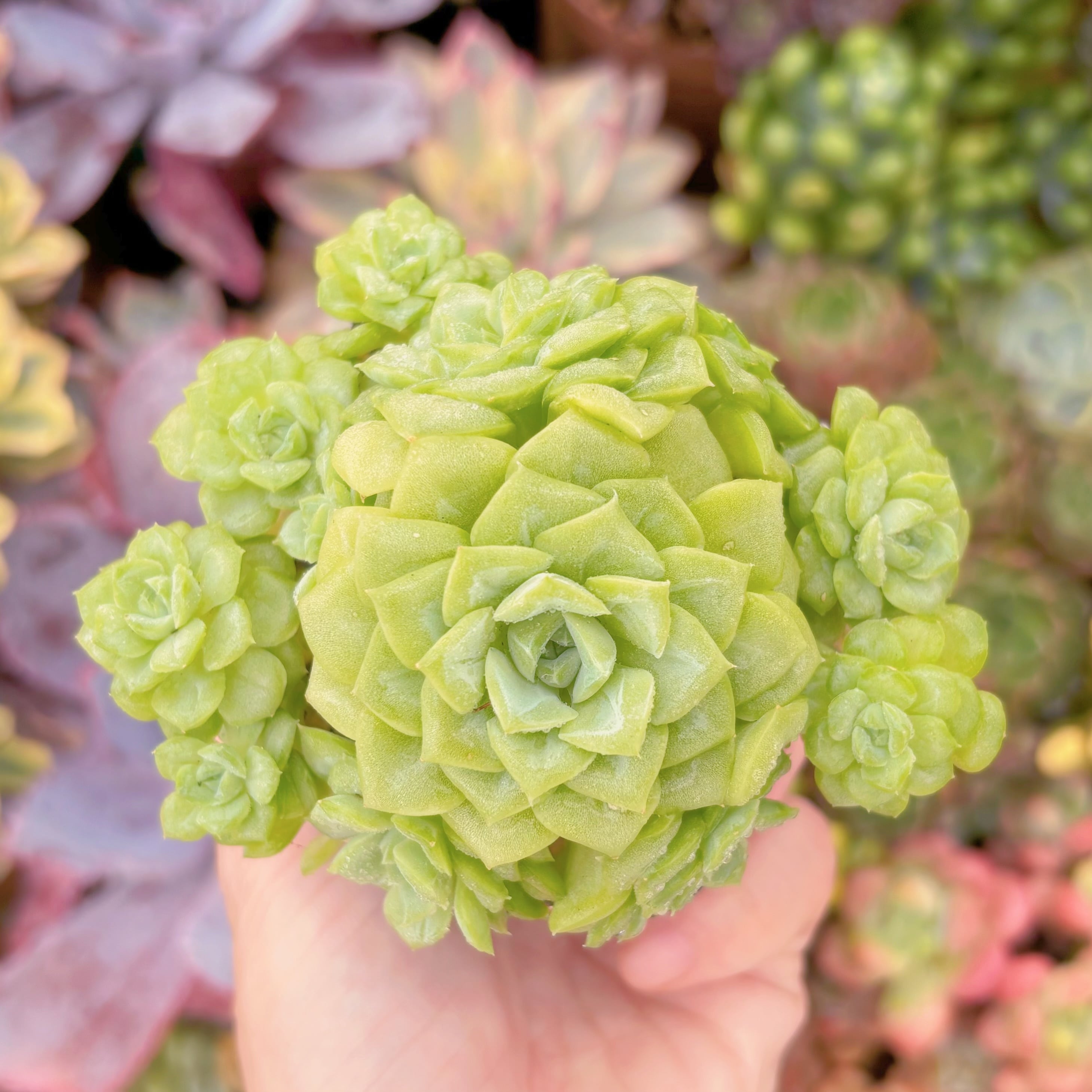 現品　ホワイトスワン#F040　群生　るる農園