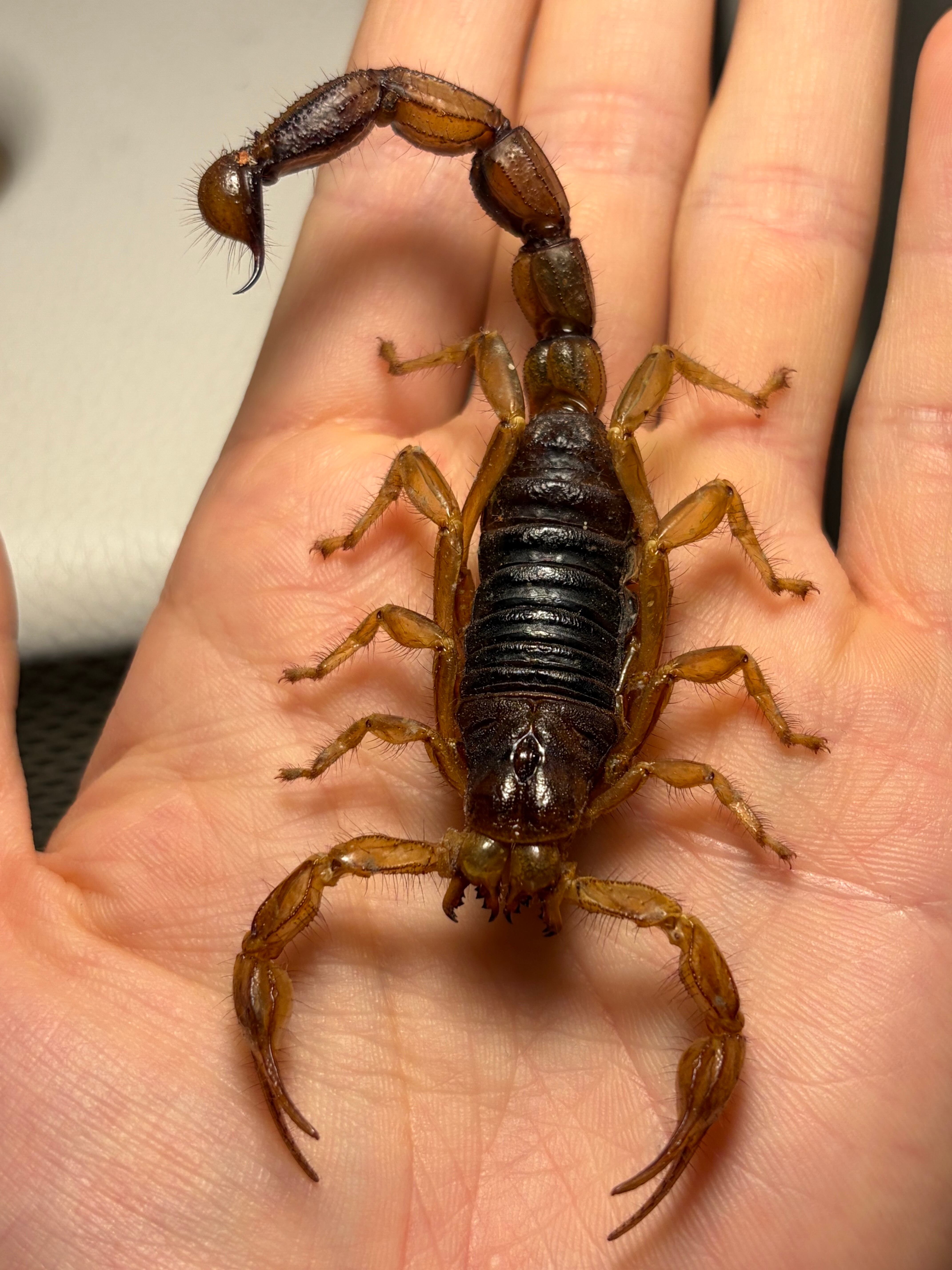 【合法激レア蠍】Hoffmannihadrurus gertschiサソリ標本 合法激レア蠍】Hoffmannihadrurus gertschiサソリ サブアダルト