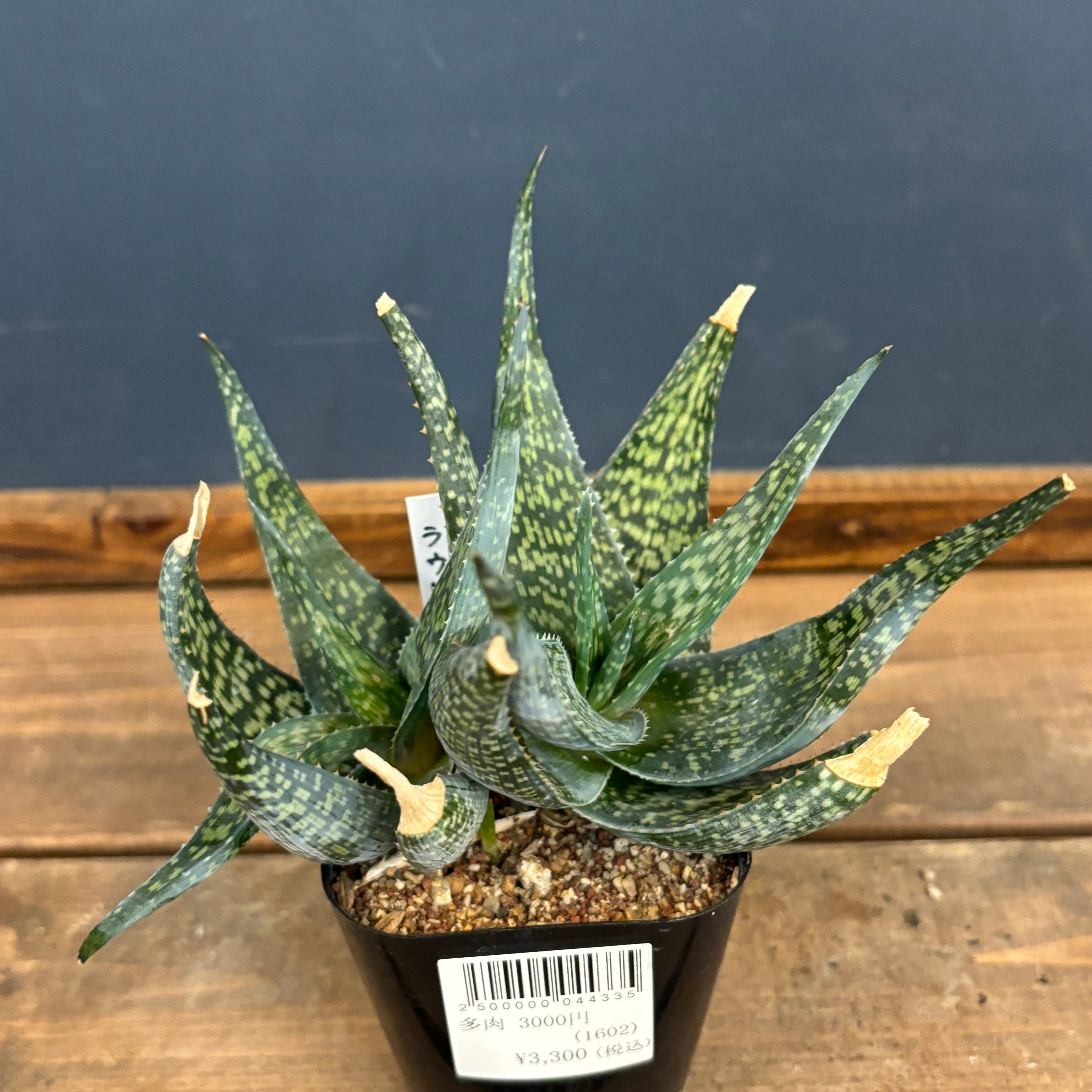 PROTOLEAF プロトリーフ