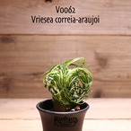 【送料無料】Vriesea correia-araujoi〔フリーセア〕現品発送V0062