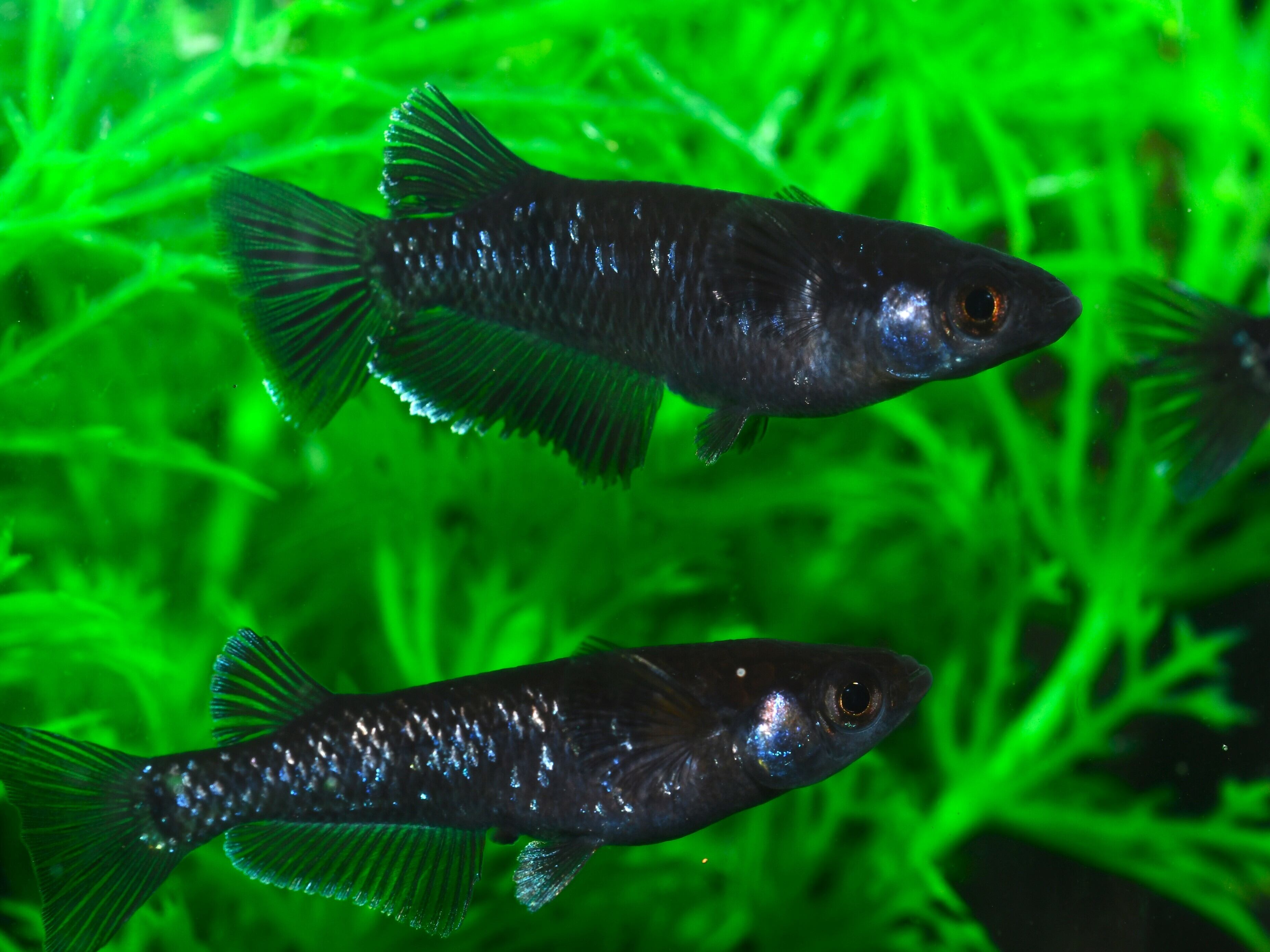 曜変天目【成魚販売】オス2匹 メス2匹 | メダカめだかのネット販売ショップ