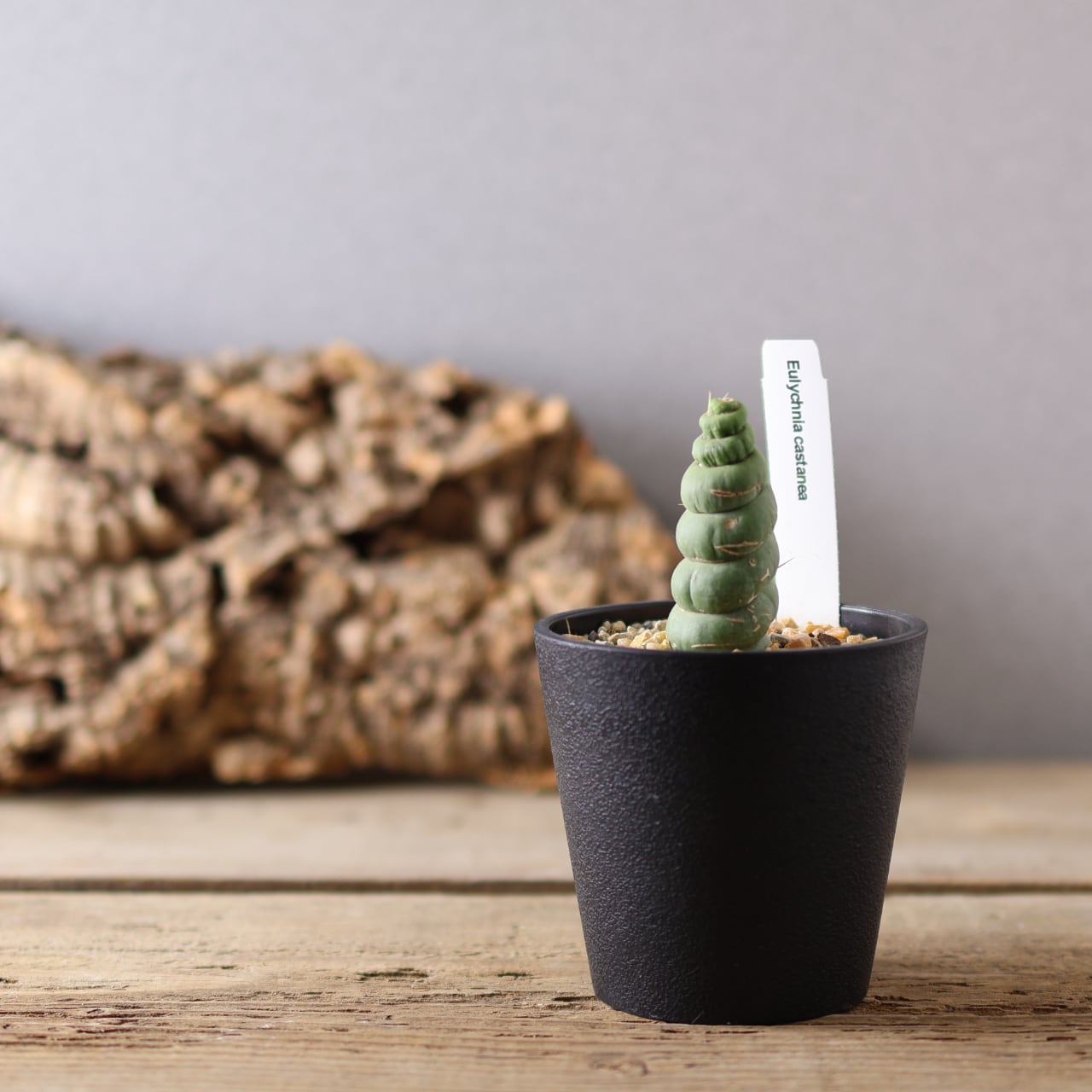 特大株 サンスベリア カウレッセンス スーパースター サンセベリア 斑入り 特大株 サンスベリア カウレッセンス スーパースター サンセベリア