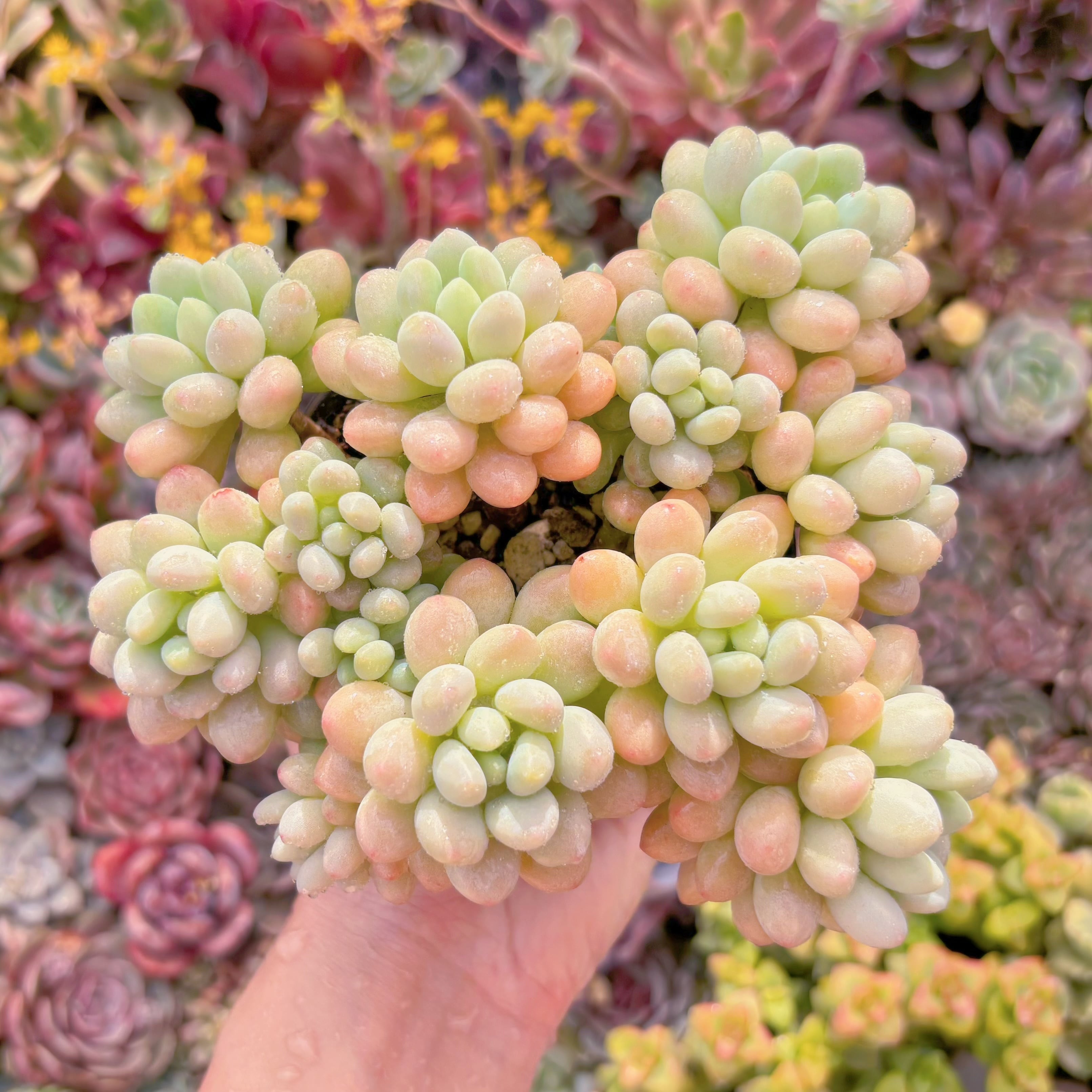 現品　ロココ#M226　古株　るる農園