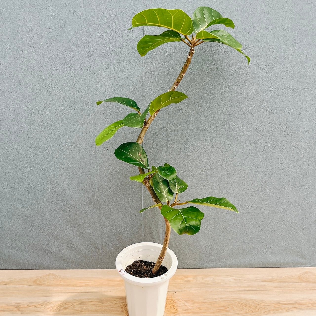 ［現品］【希少】4番　フィカス　アフリカンプリンス　8号　観葉植物　室内　レア 現品］【希少】4番 フィカス アフリカンプリンス 8号 観葉植物 室内