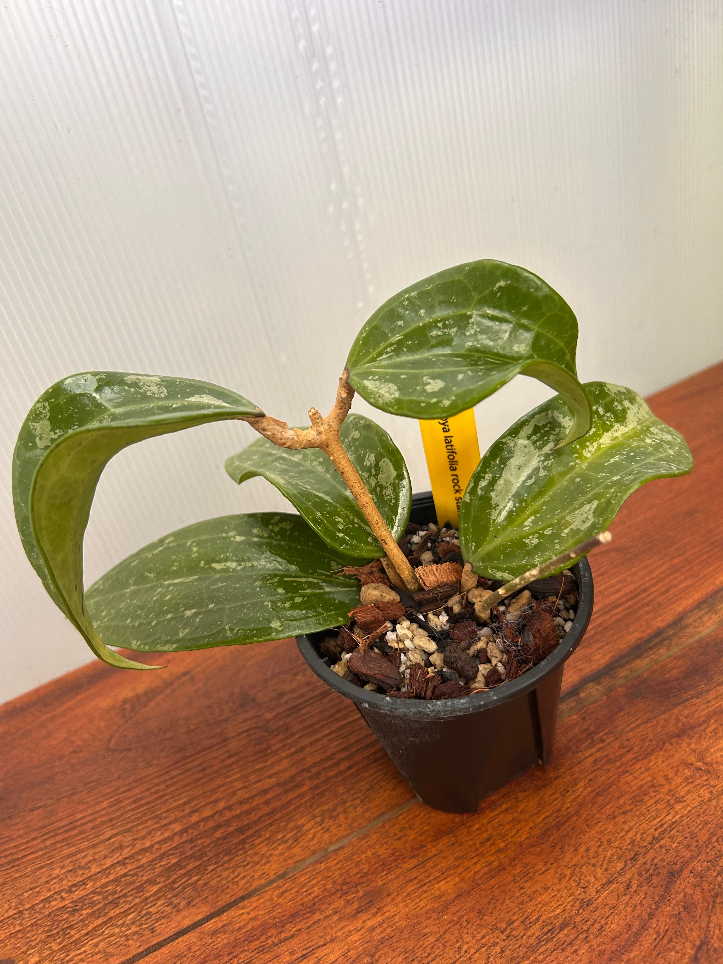 Hoya | BALI-AN 園芸