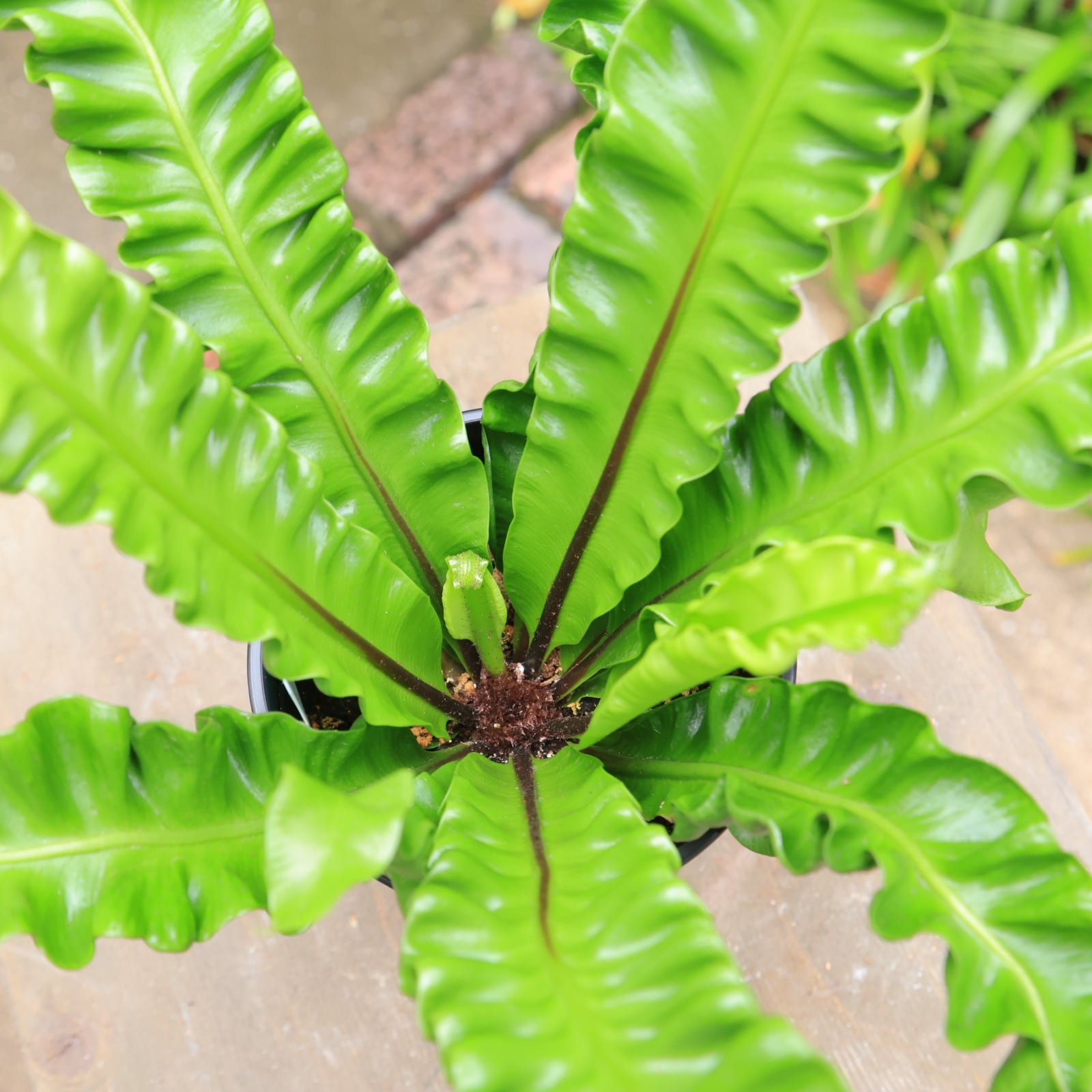 アスプレニウム プリカーツム アカキ 多湿を好むシダ植物 美しいウェーブが人気 手入れが楽 4号 | 【公式】シャン・ド・フルール｜鹿児島の花 ...