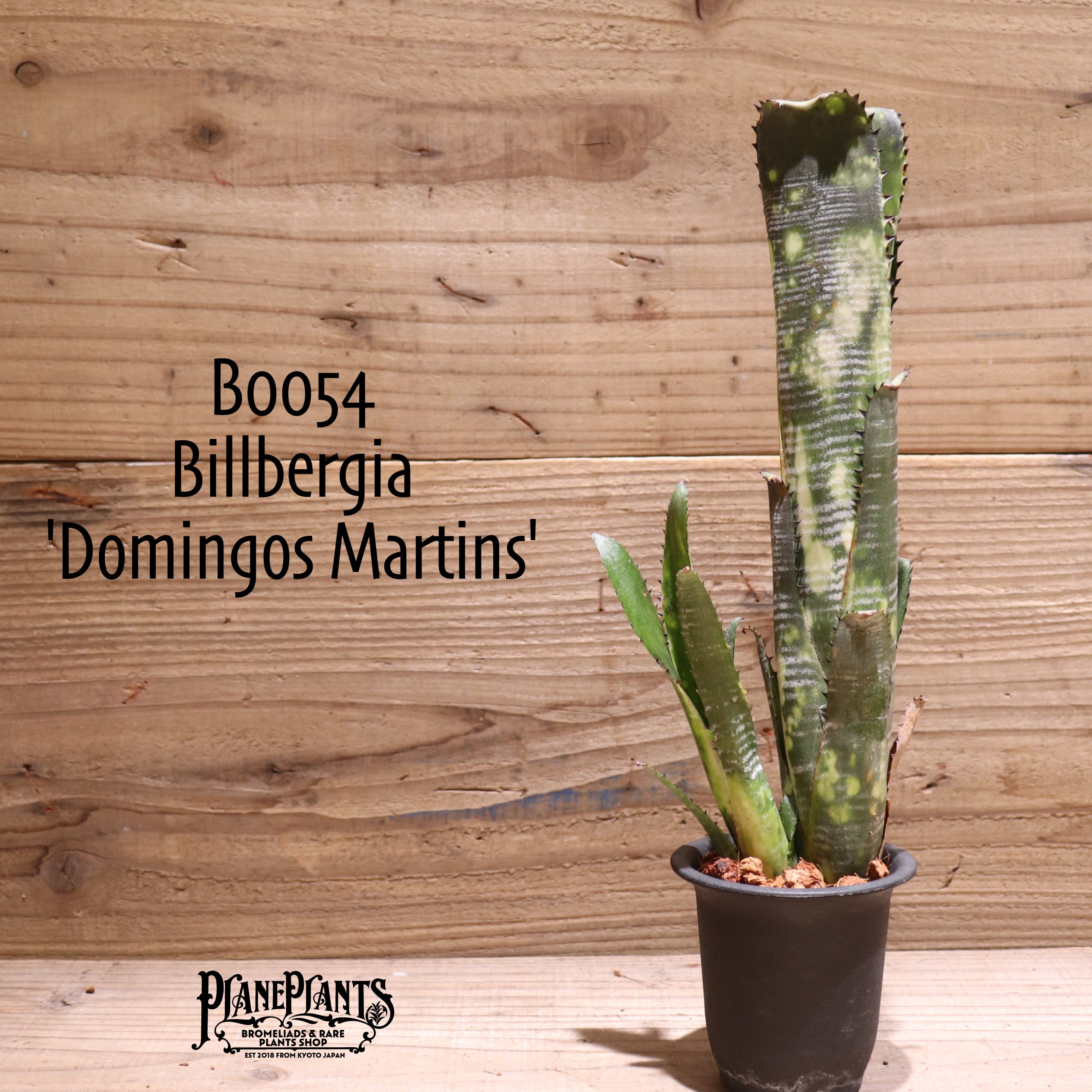 イベント先行販売】 Billbergia 'Domingos Martins' 子株付き イベント先行販売】 Billbergia 'Domingos Martins' 子株付き
