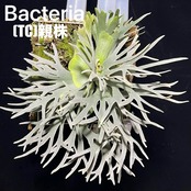 ビカクシダ　バクテリア　P. willinckii 'Bacteria' TC【163】