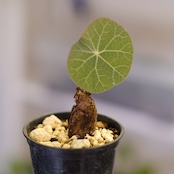 Stephania kaweesakii / ステファニア カウィーサキー㊸/ 観葉植物
