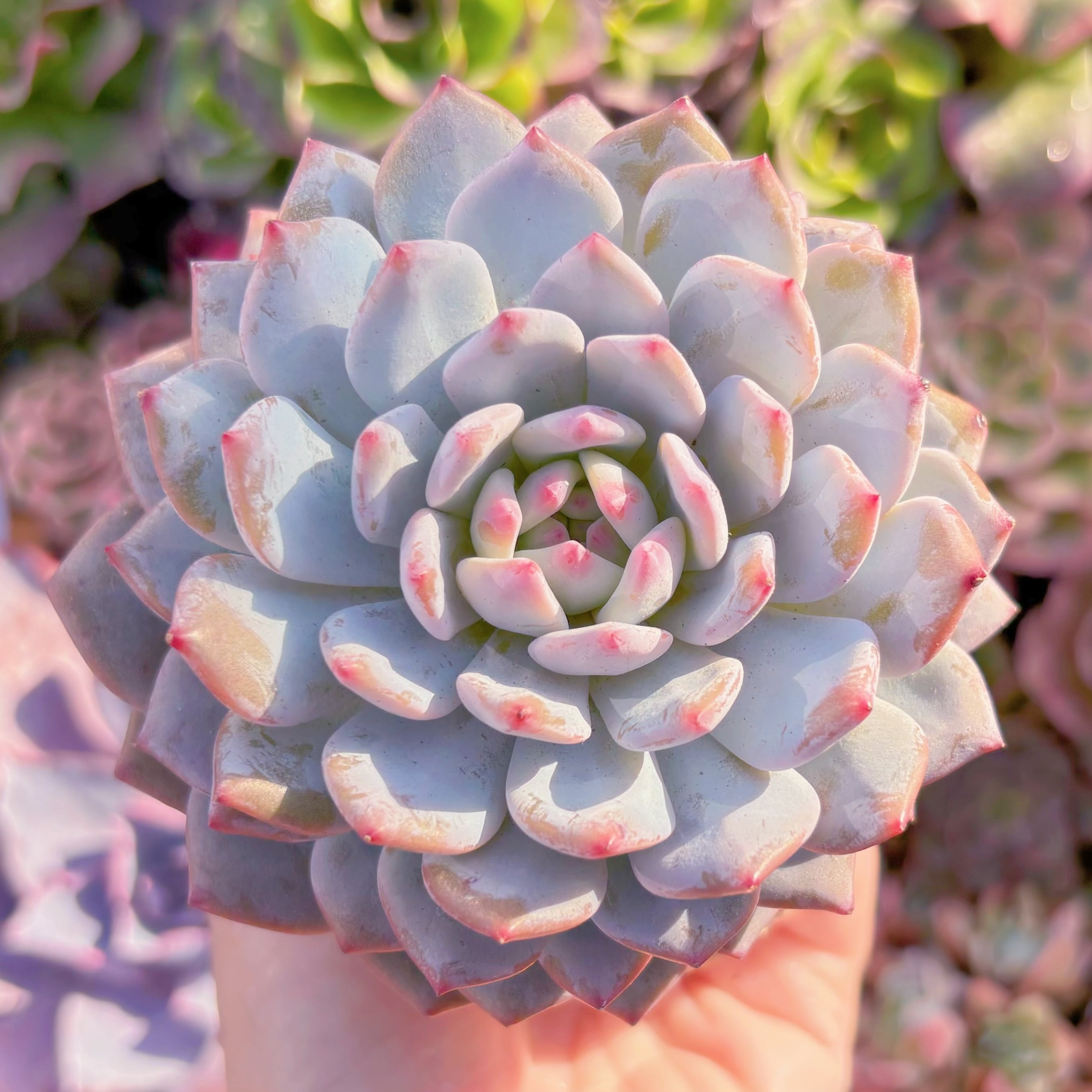 現品　玉芙蓉#A014　大苗　るる農園