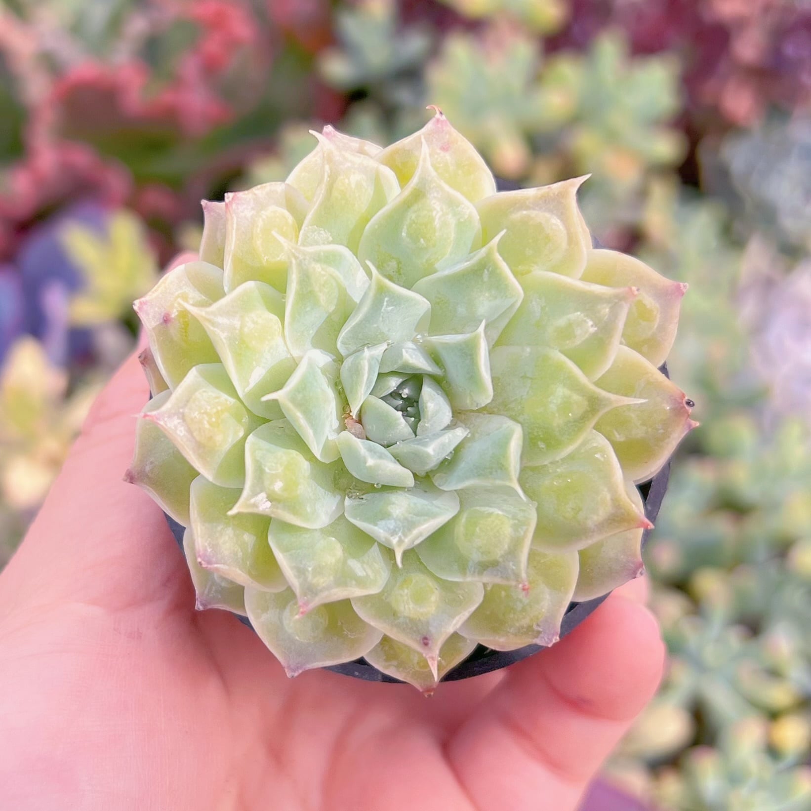 現品　Echeveria'Gilo'#K205　るる農園
