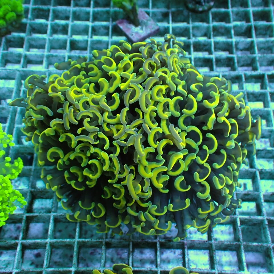 ZOOX Lagoon RAYS （ラグーンレイズ）20W | HOUSE REEF(ハウスリーフ