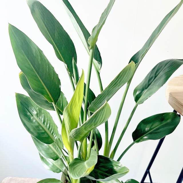 耐寒0度 ストレリチア レギネ ゴクラクチョウカ 花咲く観葉植物 calm cafe