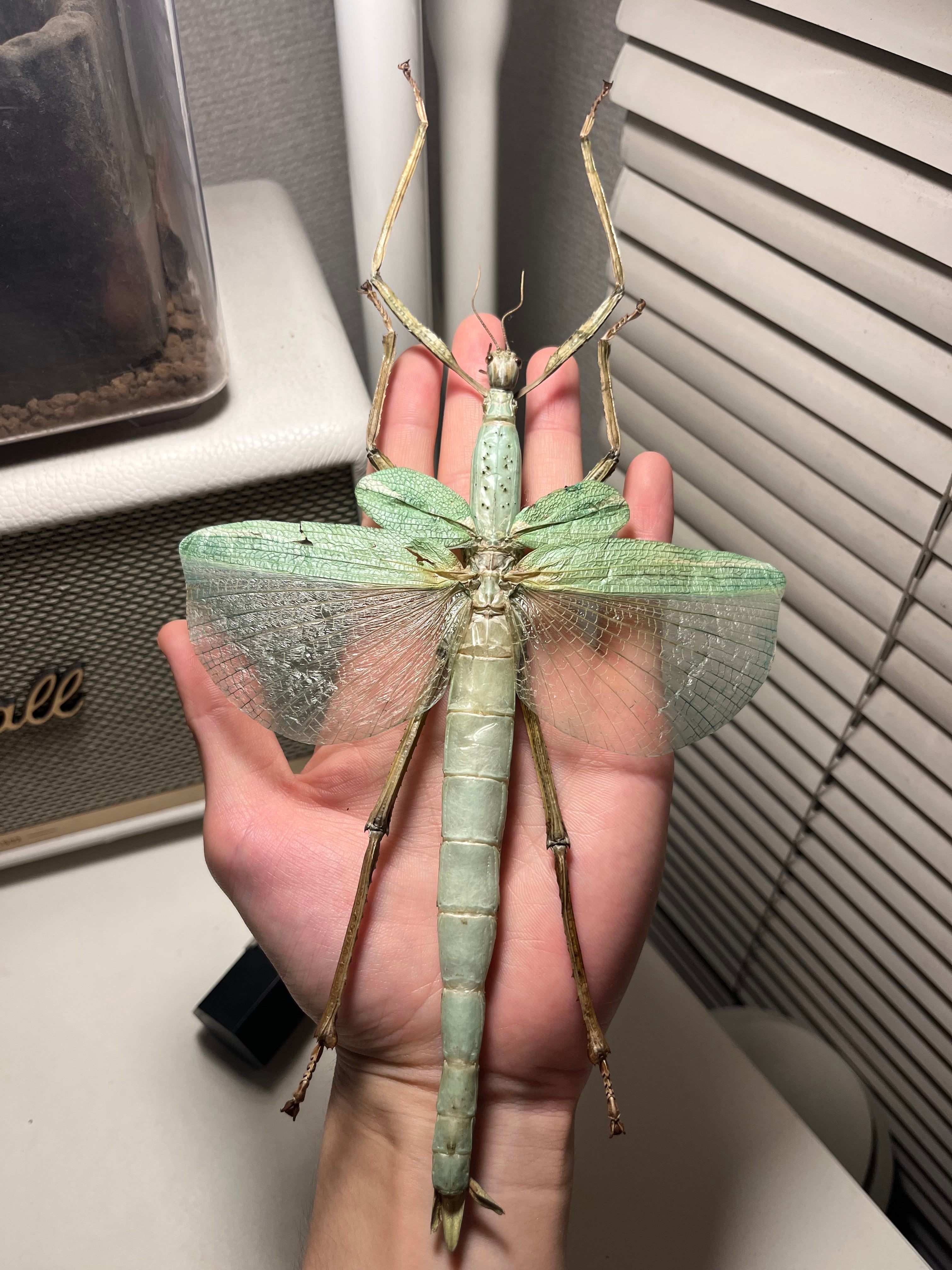 ゴライアスオオトビナナフシ 陸のザリガニ歩くソーセージコノハムシ直 ゴライアスオオトビナナフシ 陸のザリガニ歩くソーセージコノハムシ直