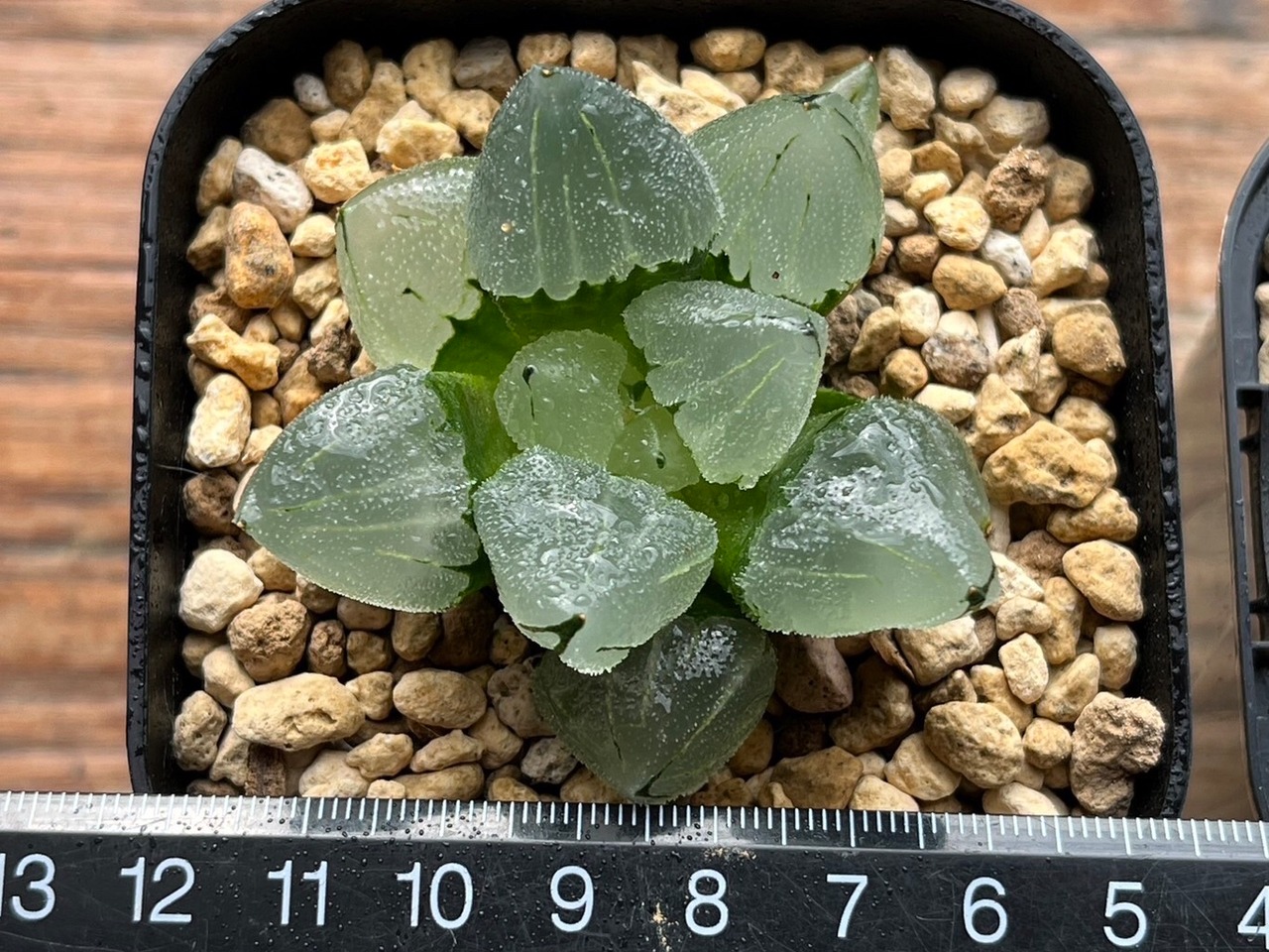ハオルチア ピグマエアミュータント実生 特異株① | mocono_plants_shop