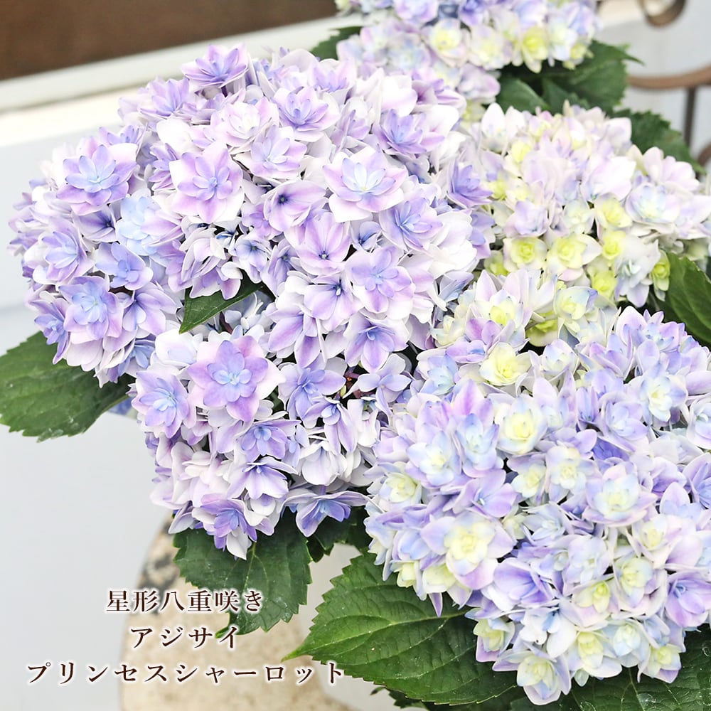 鉢花 アジサイ プリンセスシャーロット ブルー 4号 八重咲き あじさい