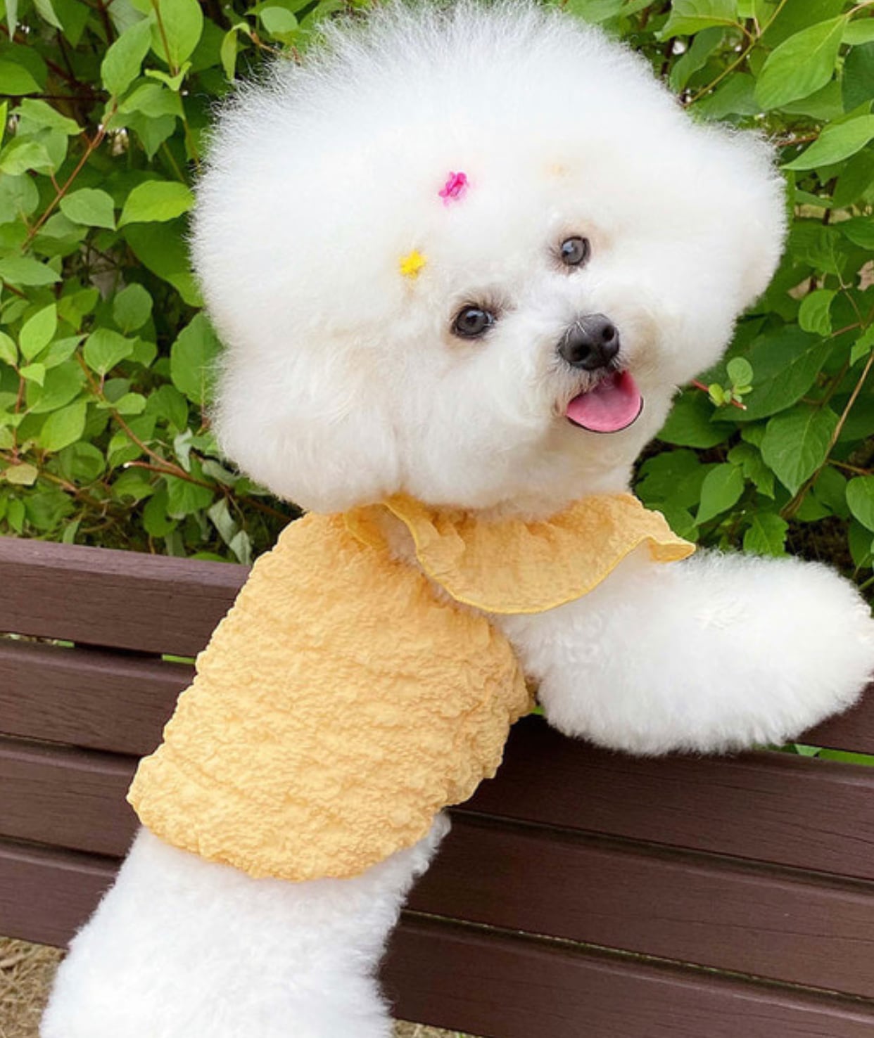 【SALE】bubble crop top XS ~ XL 3color / 犬服 夏 新作 タンクトップ 可愛い 犬の服 ショート丈 シンプル ドッグウェア 涼しい 袖なし ペット洋服 b1