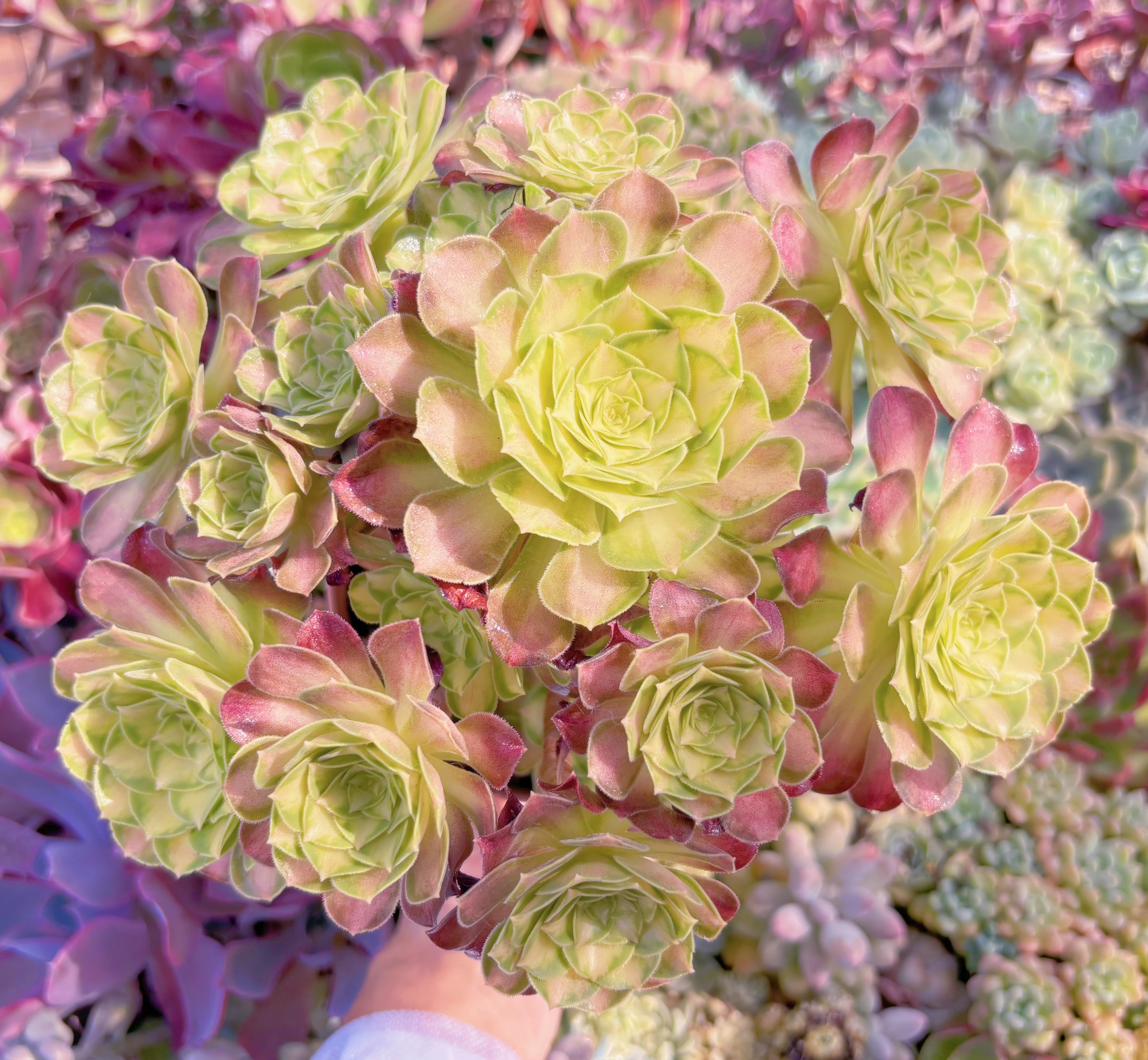 現品　パラダイス錦#862　るる農園