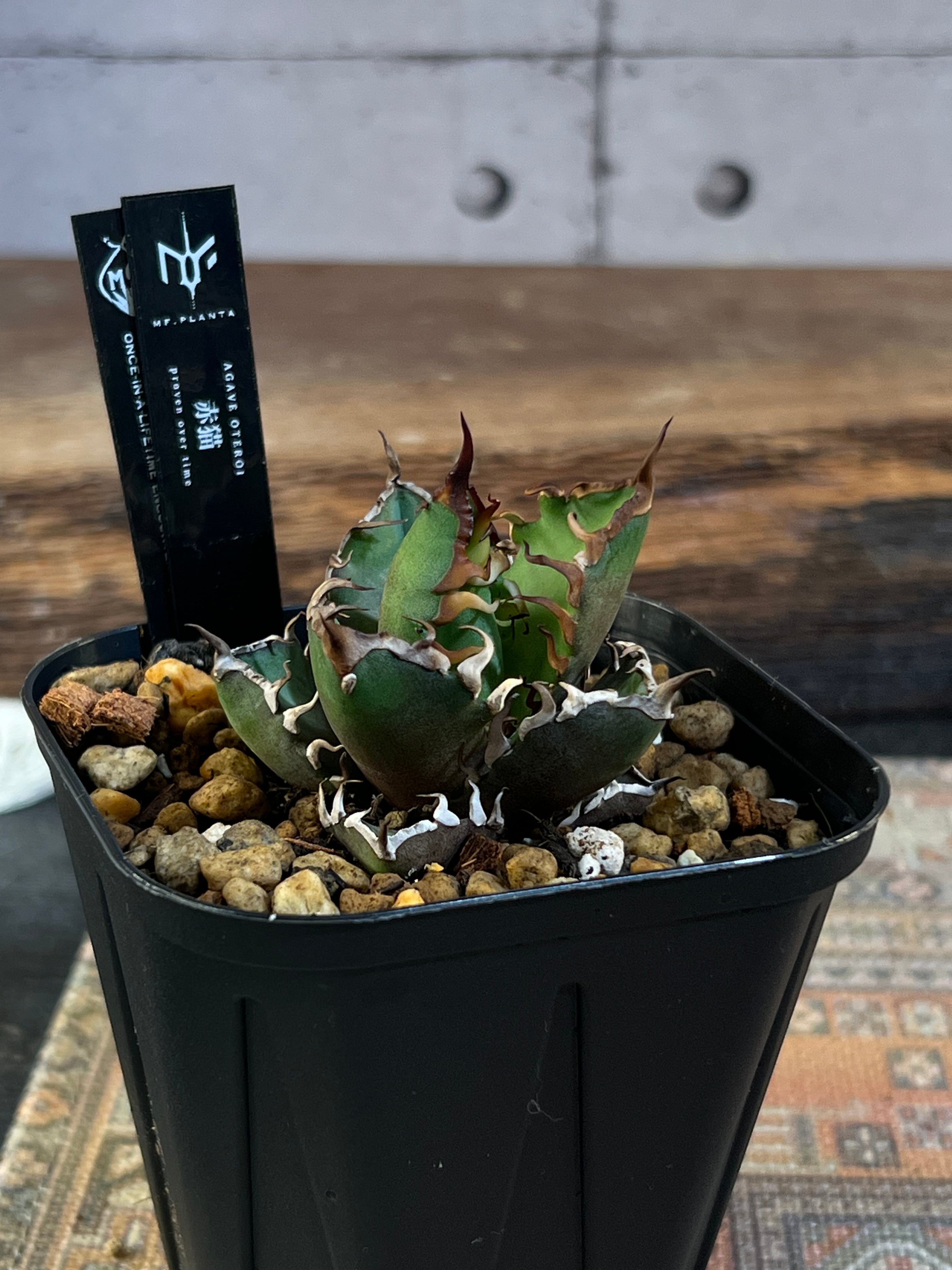 24 AGAVE OTEROI 