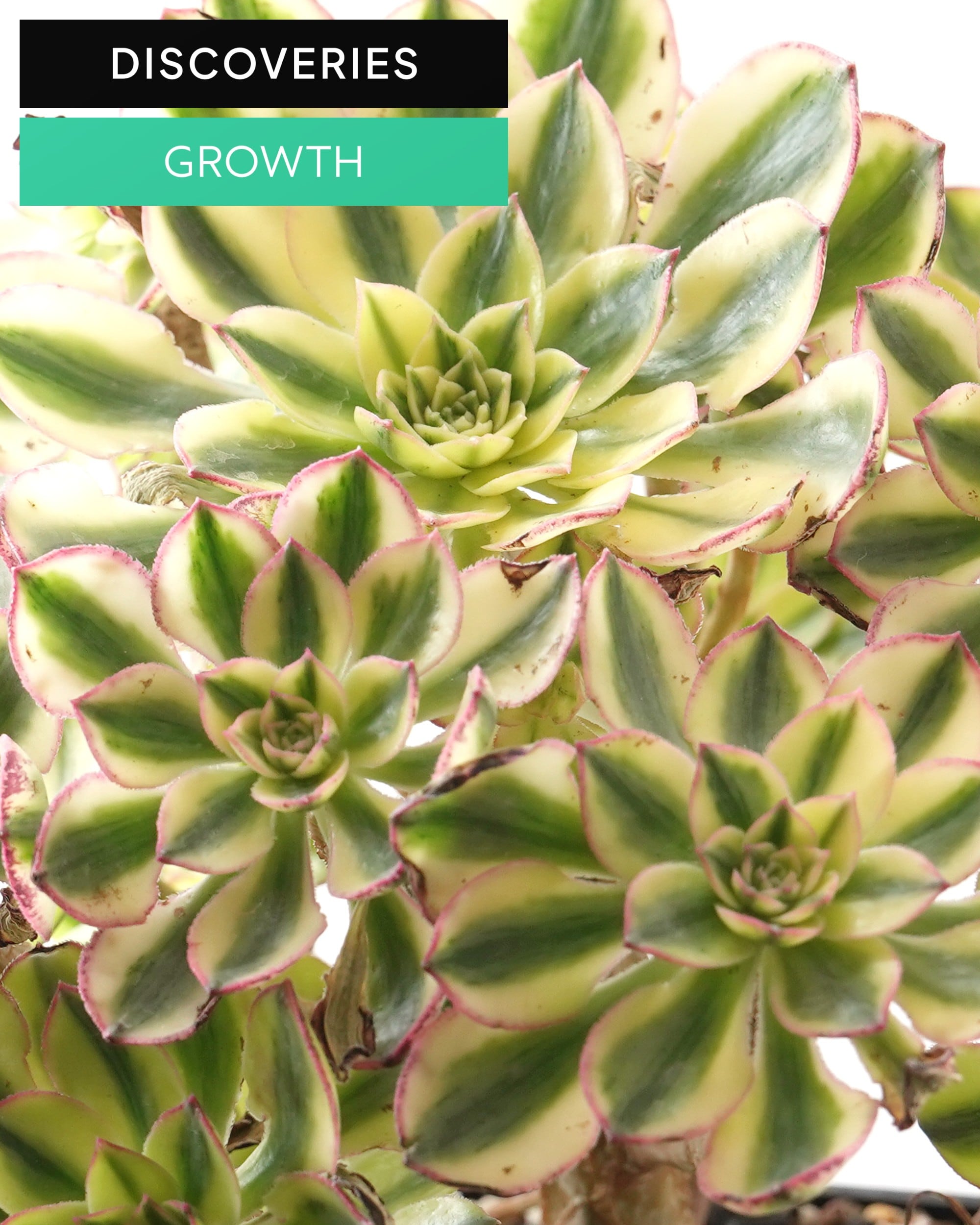 DISCOVERIES レア | PUKUBOOK SUCCULENTS