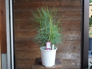 【現物】オーラックス カンセラータ ”ブロンズヘイズ” B