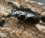 《タランドゥスオオツヤクワガタ 68mm ペア》