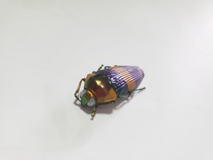 スハンダエムカシタマムシ