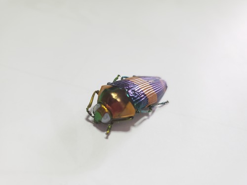 スハンダエムカシタマムシ