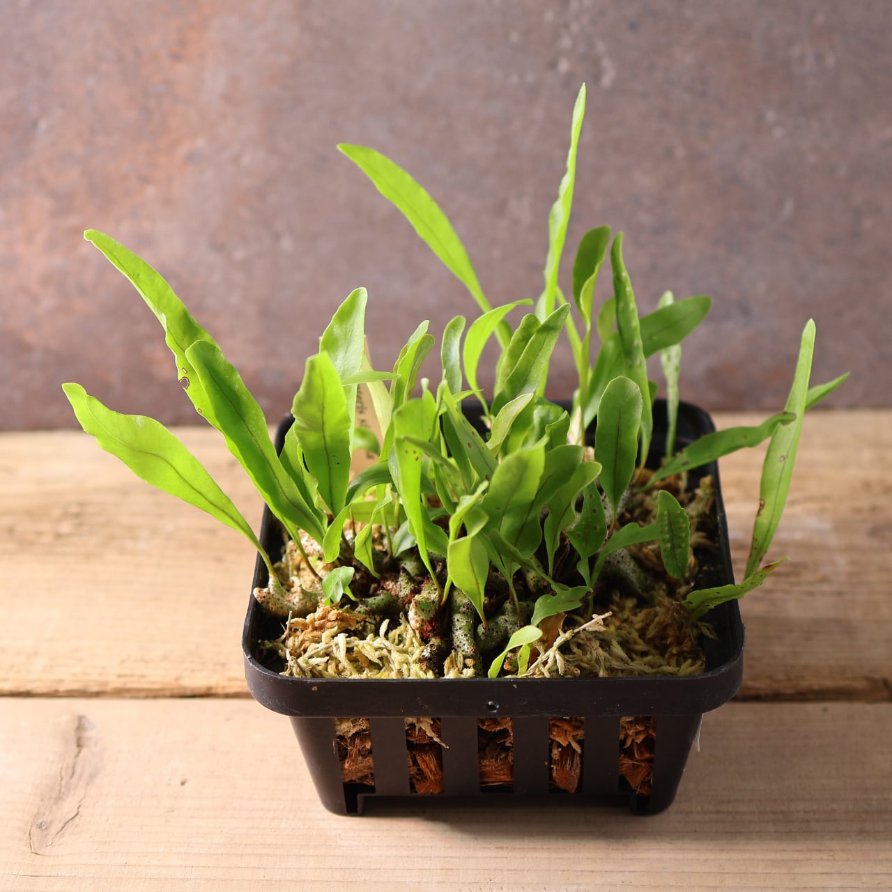 400 森の知恵を宿す、アリと共に生きるシダ『レカノプテリス シヌオサ