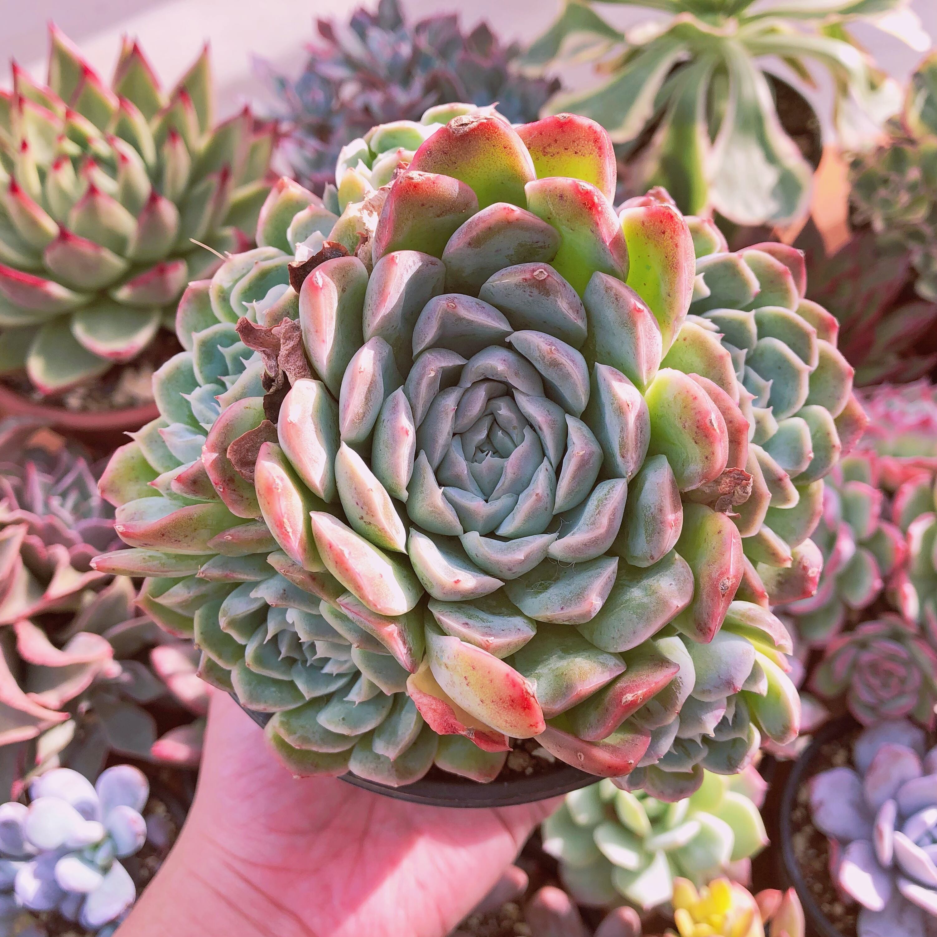 多肉植物 海神 特特大群生 4～6頭 12センチ鉢 | るる農園~多肉植物専門