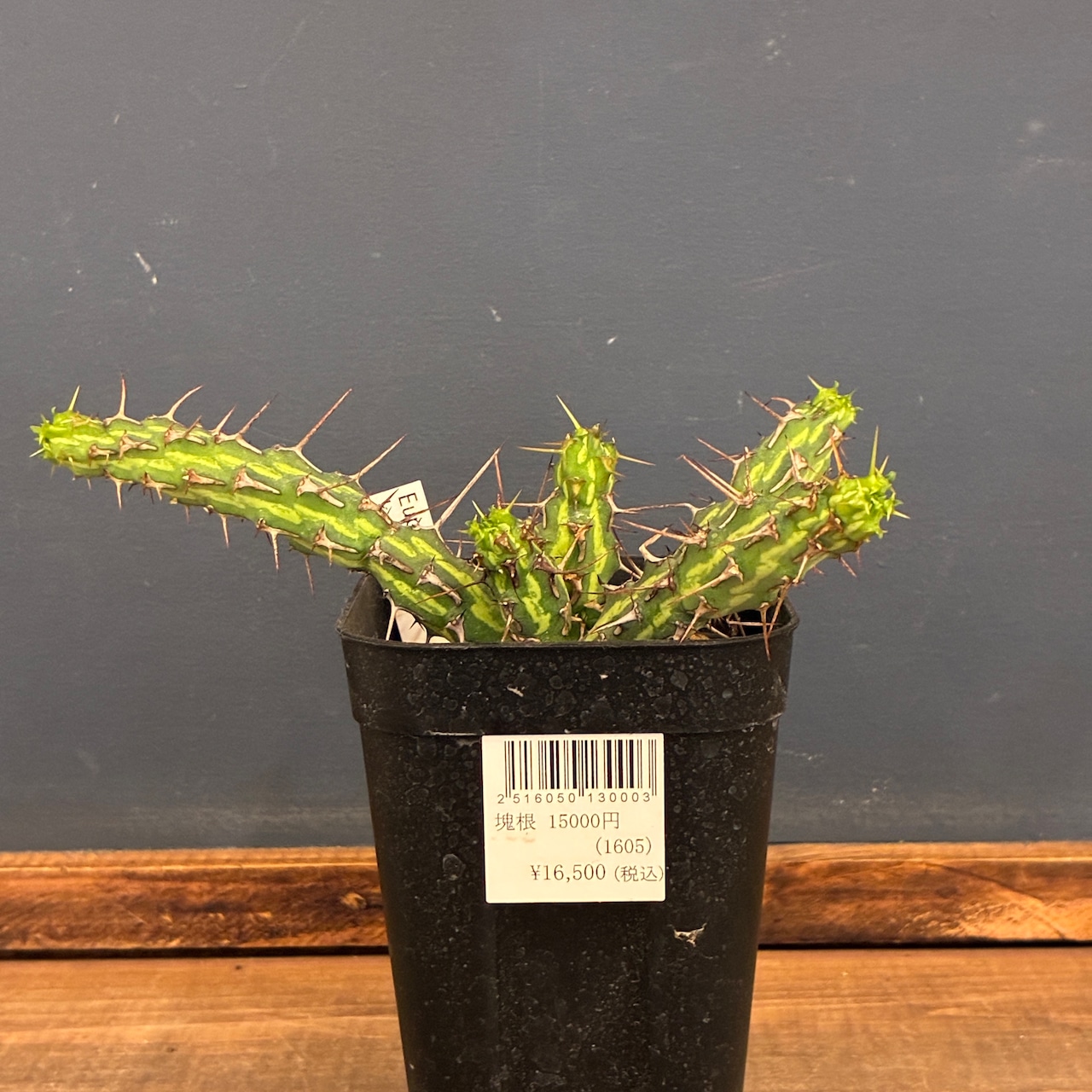 【クリアランスセール対象商品】ユーフォルビア カリサナ【298】【再撮影】【◇】