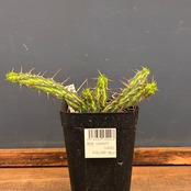 【クリアランスセール対象商品】ユーフォルビア カリサナ【298】【再撮影】【◇】