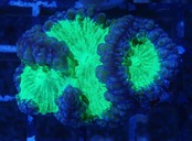 Blastomussa BlueGreen Frag