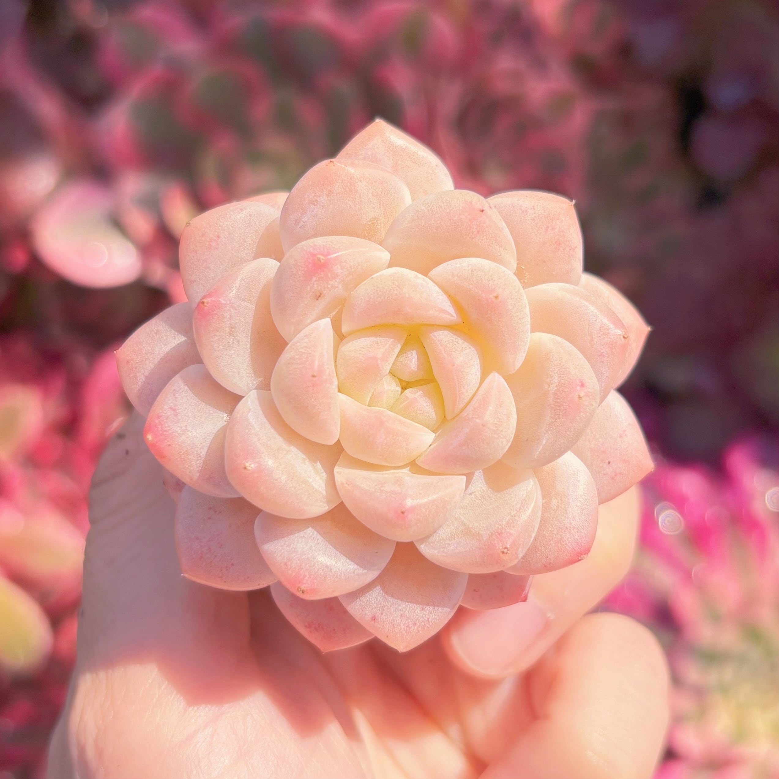 多肉植物　白氷　新入荷　るる農園