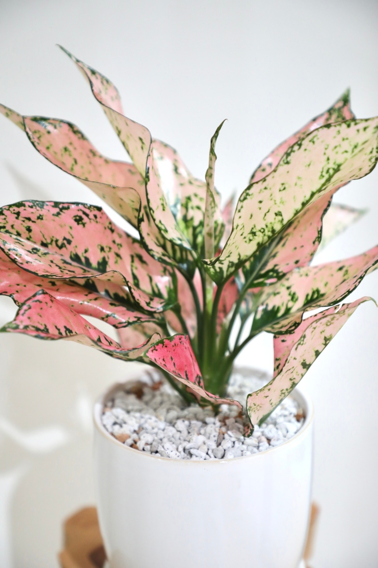 【M】アグラオネマ カンクンピンク/Aglaonema