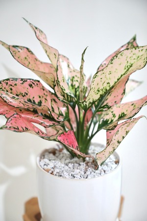 【M】アグラオネマ カンクンピンク/Aglaonema