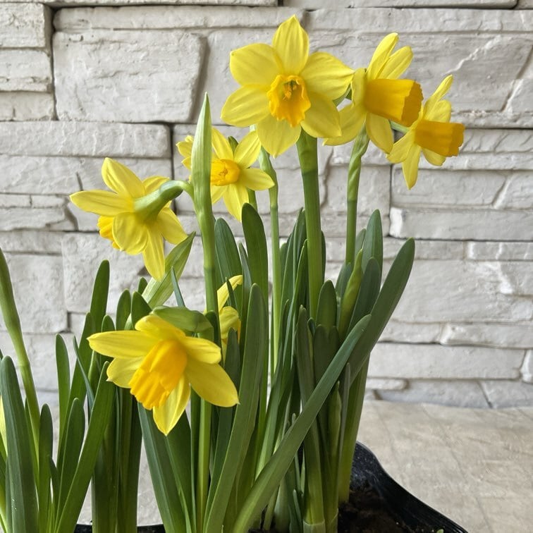 プリムラ レトロボックス | 橋本種苗園