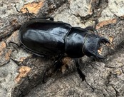 【WD】《チェンミヤマ メトク産 37mm ♀単》