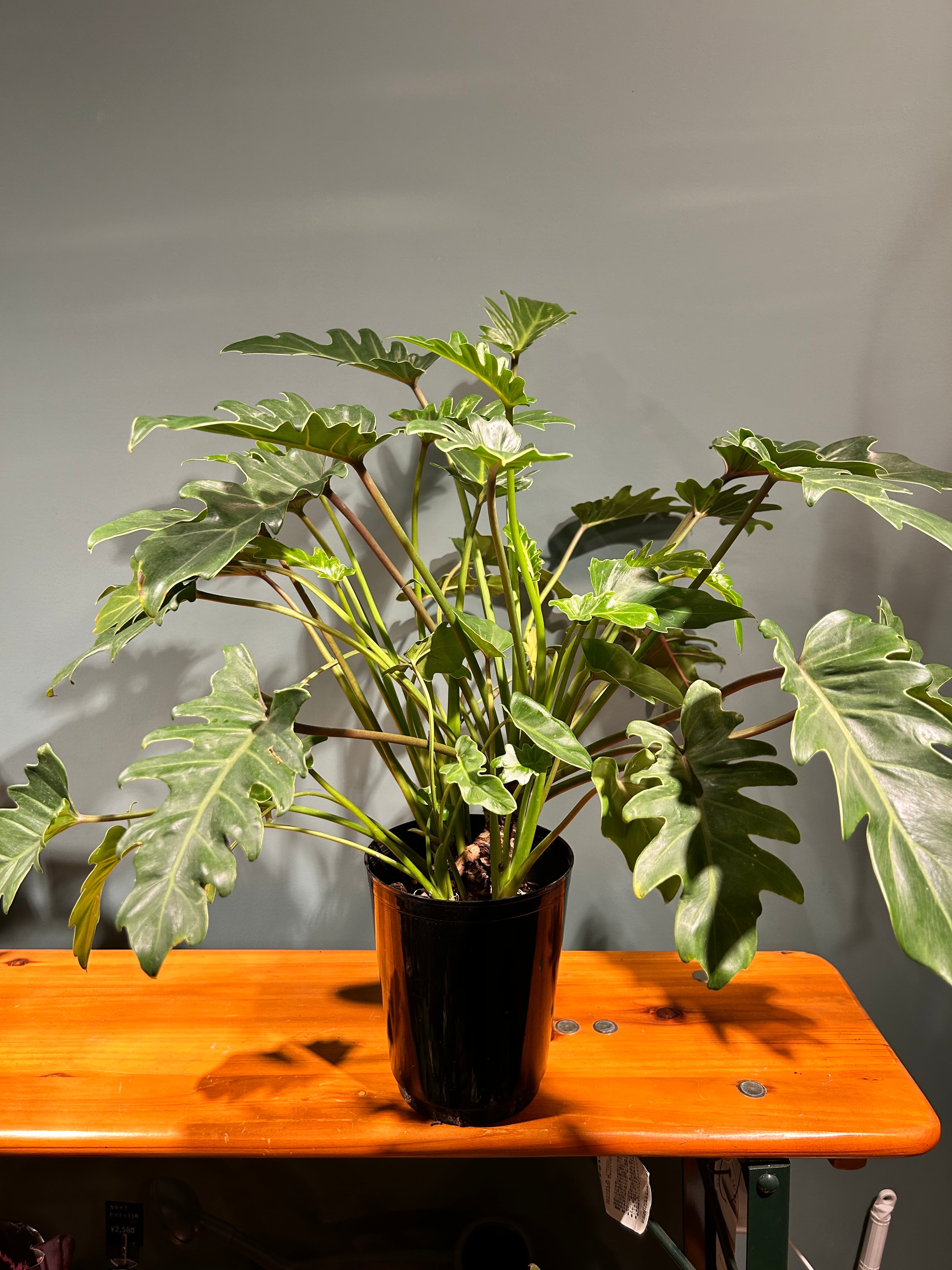 観葉植物 アグラオネマ マリア3.5号 | 植物との暮らし apricot