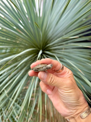 カロリナダイヤモンドバックテラピン（USA CB）❷