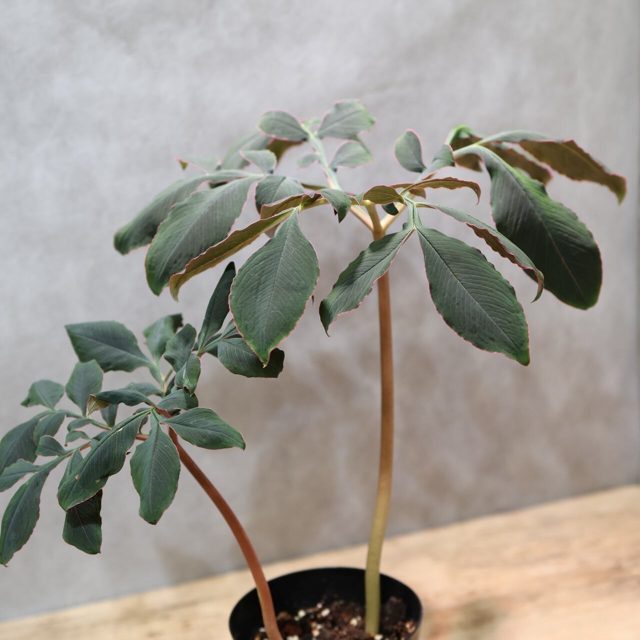 333 怪植物の美『アモルフォファルス・アトロビリディス』観葉植物