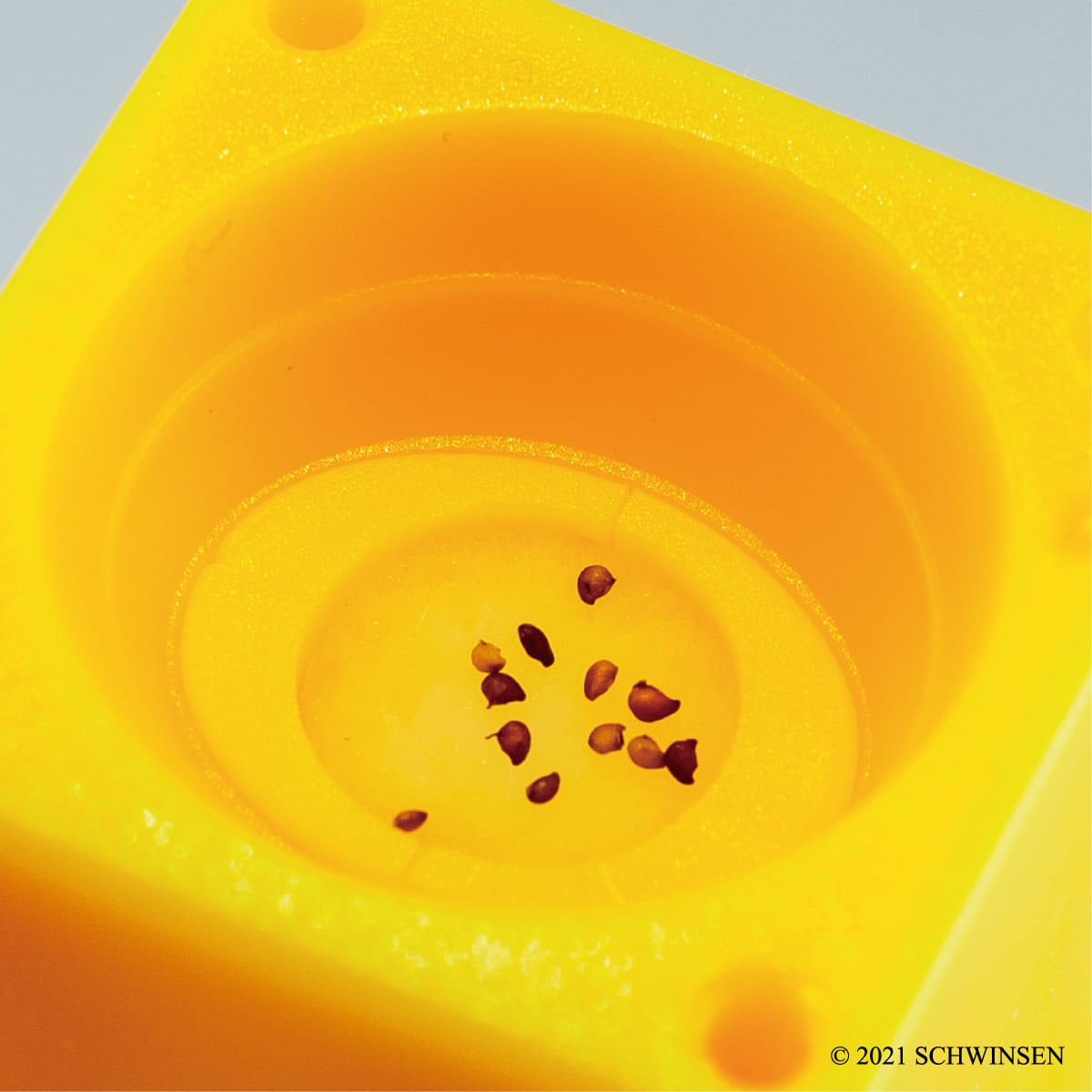 グリーントイ 四季なりいちご | 【GREENTOY】栽培キット 「グリーン