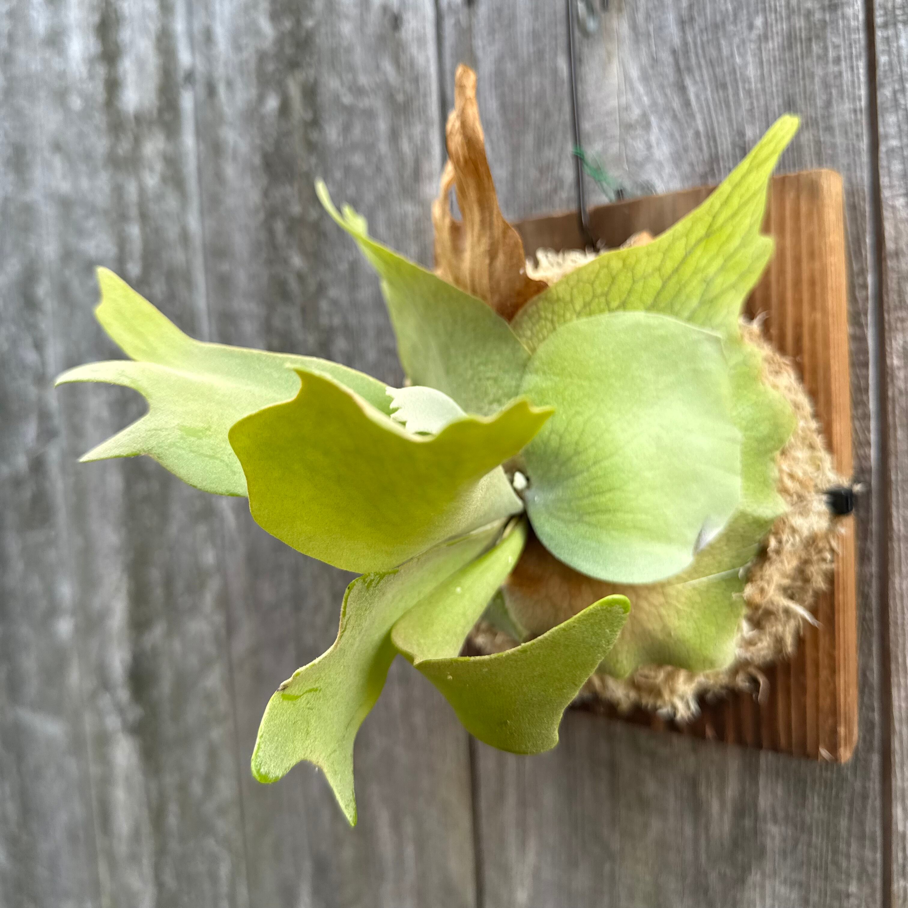 P. willinckii cv. North Star Sporeling select | naturefix