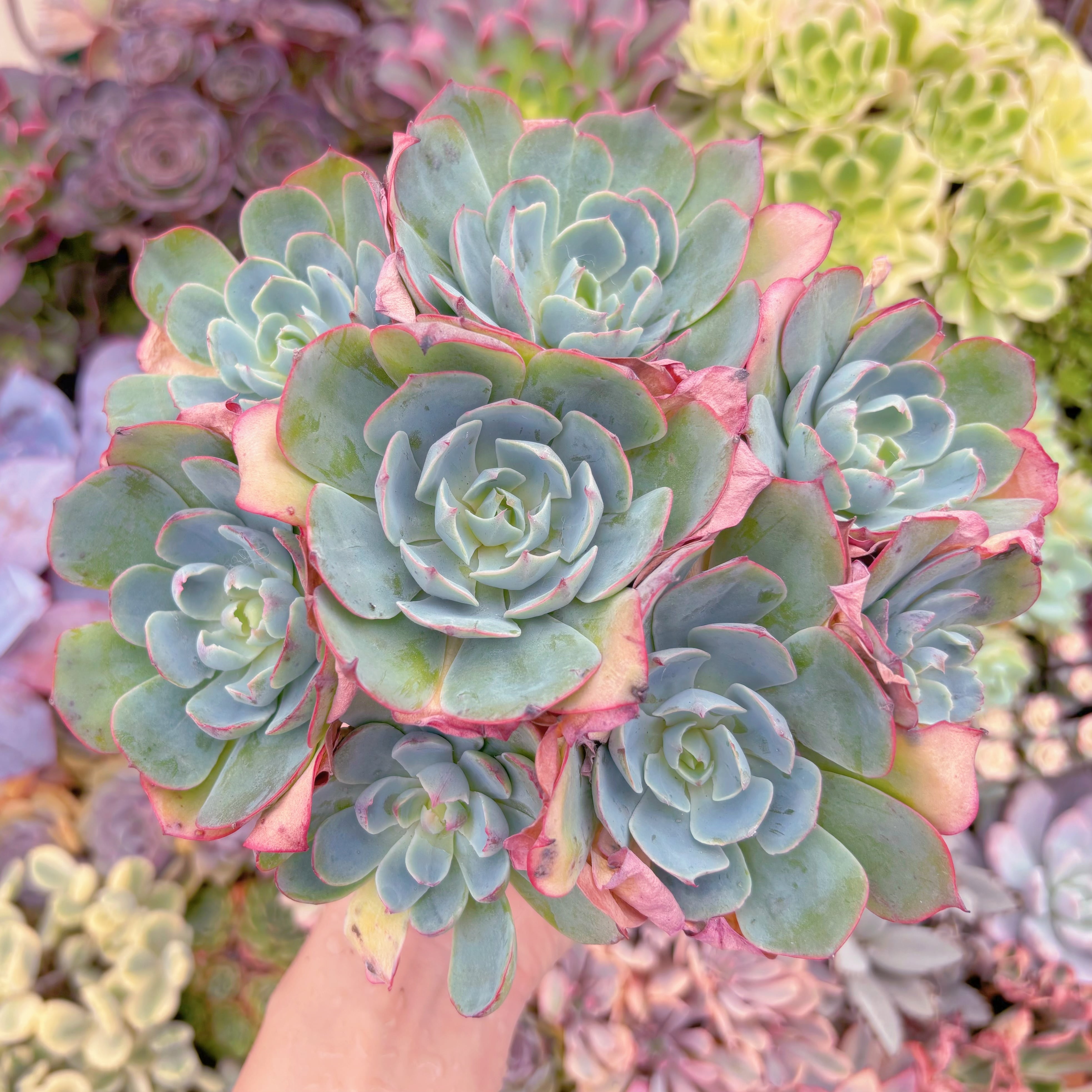 現品　アミスター#C07　大群生　るる農園