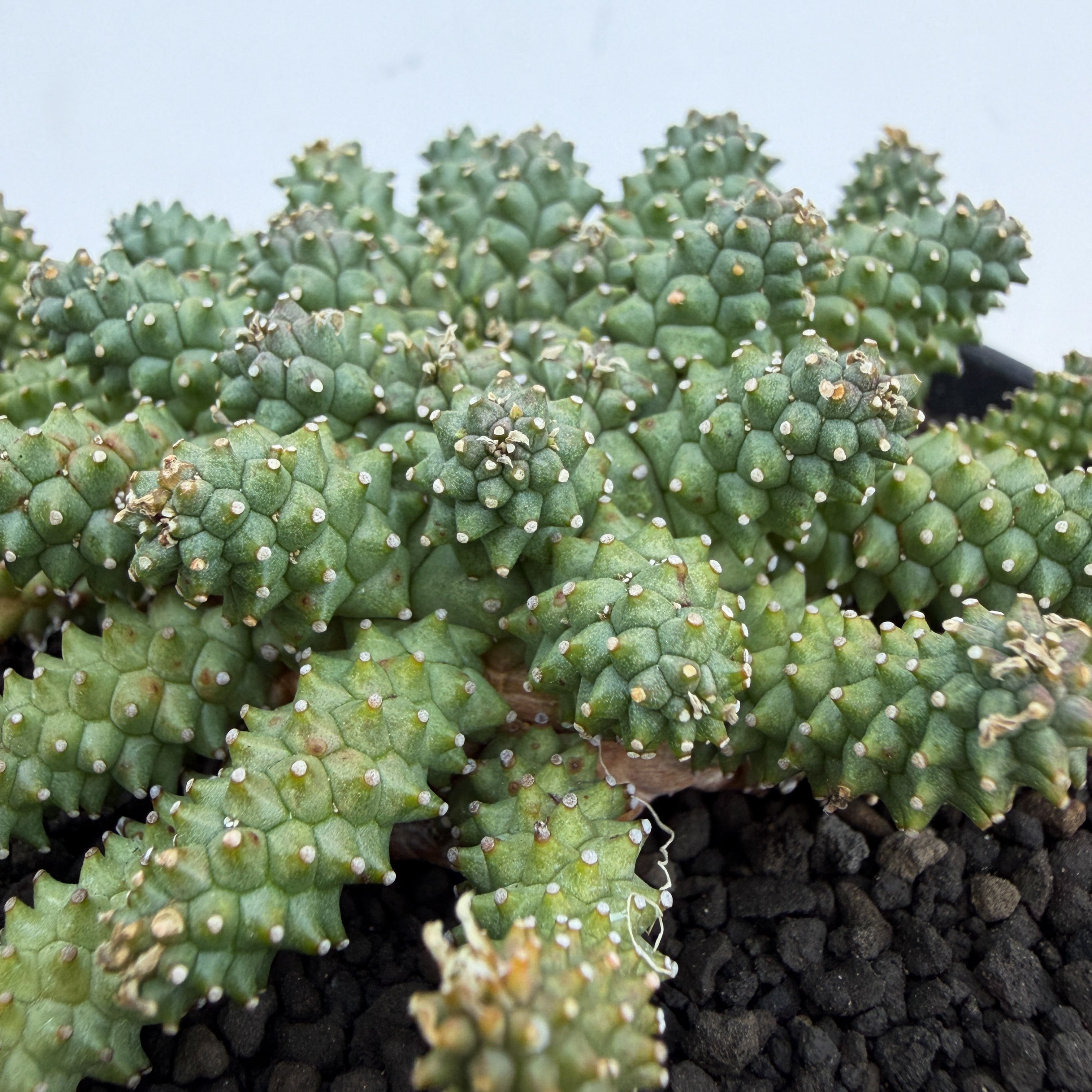 Euphorbia atroviridis【ユーフォルビア・アトロビリディス】 | RIMO'S